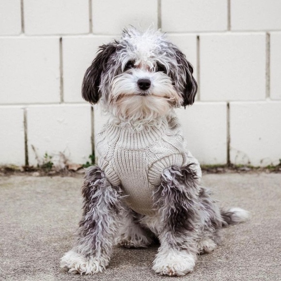 C.C Pet Cable Knit Sweater Size L (20-26 lbs) - Picture 9 of 10